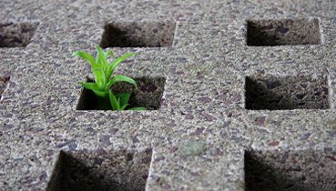 Plant growing out of concrete