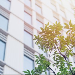 Image of tree in the foreground with a building in the background